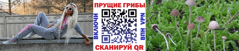 Псилоцибиновые грибы GOLDEN TEACHER Людиново